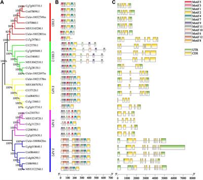 Comparative Analysis of the Chalcone-Flavanone Isomerase Genes in Six Citrus Species and Their Expression Analysis in Sweet Orange (Citrus sinensis)